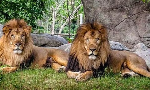வண்டலூர் பூங்காவில் மீண்டும் சிங்கங்களை பார்க்க ஏற்பாடு