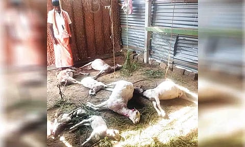 &nbsp;மர்ம விலங்கு கடித்ததில்  இறந்து கிடக்கும் ஆடுகளை படத்தில் காணலாம்.