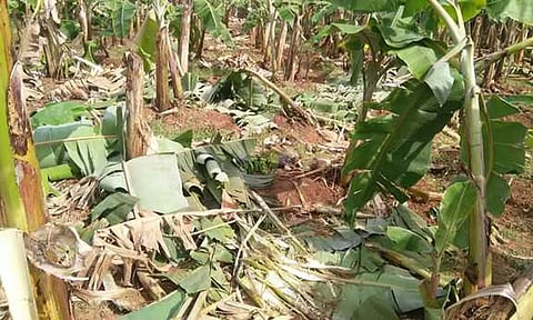 வாழை தோட்டத்துக்குள் புகுந்து யானைகள் அட்டகாசம்