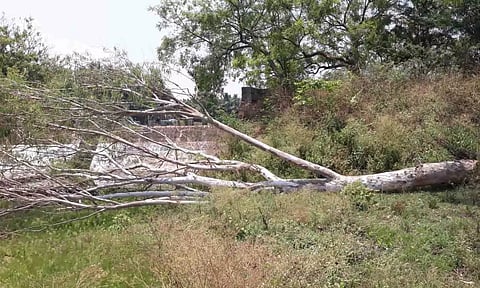 சாய்ந்து விழுந்த மரத்தை படத்தில் காணலாம்.