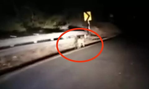 சாலையில் உலா வந்த சிறுத்தையை படத்தில் காணலாம்.