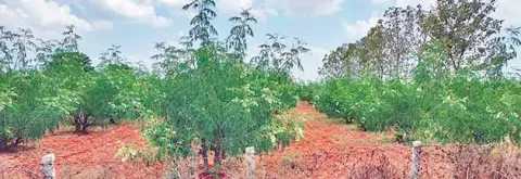உடன்குடி பகுதியில் மரத்தில் காயும், பிஞ்சுமாக காணப்படும் முருங்கை மரங்களை படத்தில் காணலாம்.