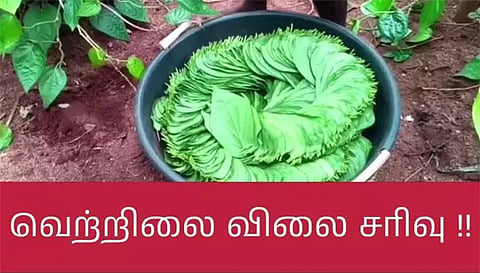 பரமத்தி பகுதியில் வரத்து அதிகரிப்பால் வெற்றிலை விலை வீழ்ச்சி