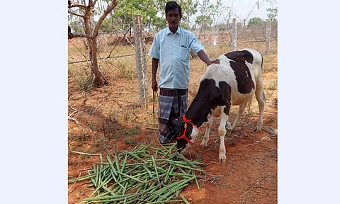 கால்நடைகளுக்கு உணவாக போடப்பட்ட முருங்கைக்காய்கள்.