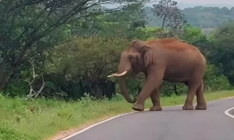 சாலையில் உலா வந்த ஒற்றை யானையை படத்தில் காணலாம்.