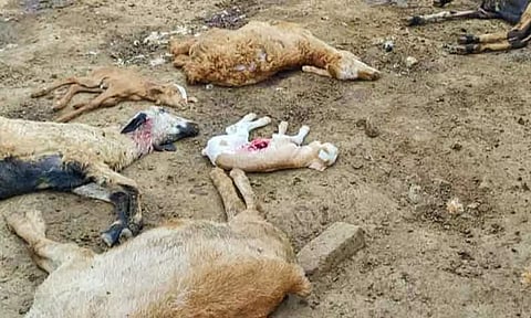 கோப்புப்படம்.