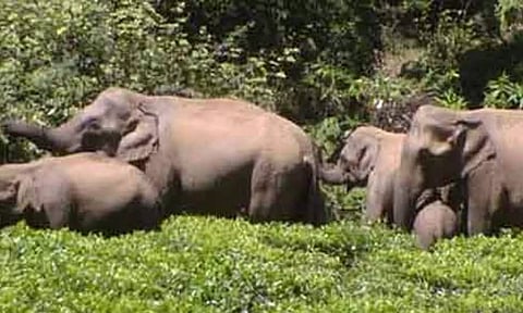 திருப்பதி மலைப்பாதையில் யானை நடமாட்டம்