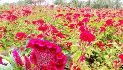 வீராணம் பகுதிகளில் கோழிக்கொண்டை பூ விளைச்சல் அமோகம்