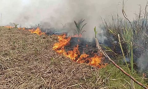 கரும்பு தோட்டம் தீ பிடித்து எரிவதை படத்தில் காணலாம்.