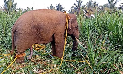 10 கண்காணிப்பு கேமராக்கள் பொருத்தி கருப்பன் யானை நடமாட்டத்தை கண்காணிக்கும் வனத்துறையினர்