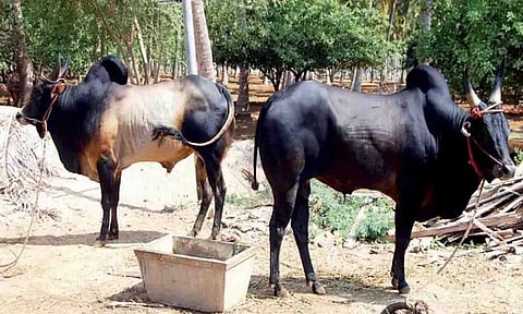 கோப்புபடம்.