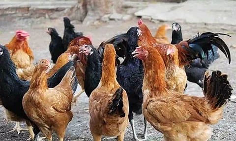 கோப்புபடம்.