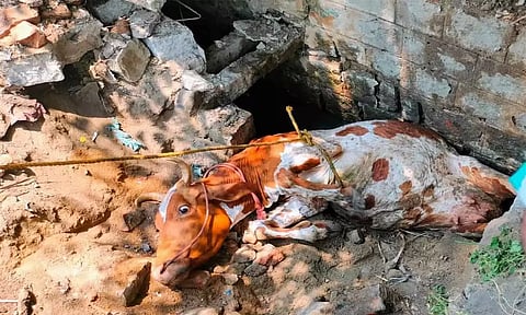 கழிவுநீர் கால்வாயில் விழுந்த பசுமாடு மீட்பு