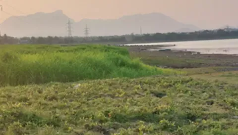 &nbsp;சென்ராய பெருமாள் கோவில் பகுதியில் உள்ள மேட்டூர் அணை நீர் தேக்க பகுதியில் பயிர் செய்யப்பட்டுள்ள சோளம் தற்போது அறுவடைக்கு தயாராகி இருப்பதை படத்தில் காணலாம்.&nbsp;&nbsp;