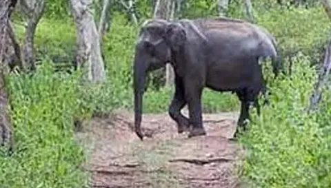 ஒற்றை யானை அட்டகாசம்
