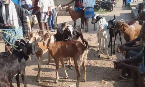 ரம்ஜான் பண்டிகை எதிரொலி: திருத்துறைபூண்டி சந்தையில் ரூ.25 லட்சத்துக்கு ஆடுகள் விற்பனை