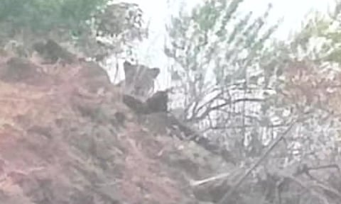 கொடநாடு பகுதியில் புலி நடமாட்டம்