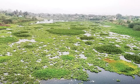 வைகை ஆற்றில் ஆகாயத்தாமரை செடிகள் வளர்ந்துள்ளதை படத்தில் காணலாம்.
