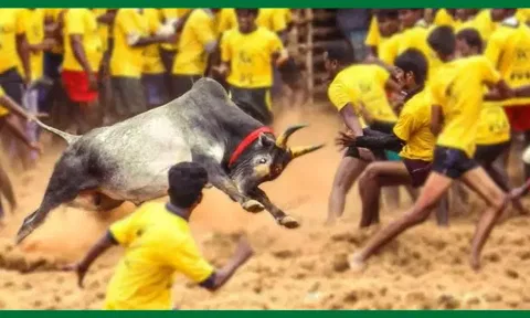 ஜல்லிக்கட்டு போட்டி: ஆன்லைனில் முன்பதிவு தொடக்கம்