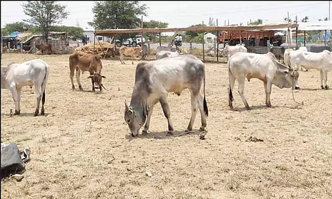 விற்பனைக்கு வந்துள்ள மாடுகள்.&nbsp;