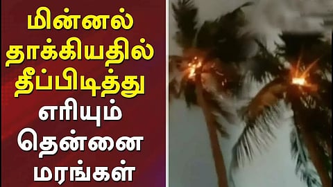 மின்னல் தாக்கி 2 தென்னை மரங்கள் கருகின