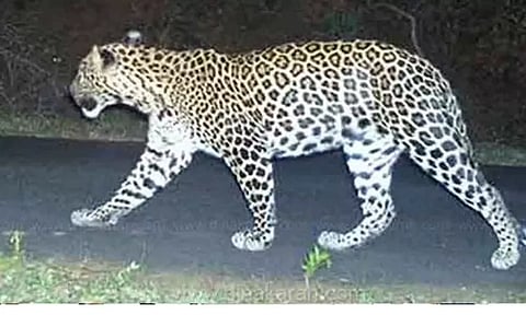 வால்பாறையில் சிறுத்தை நடமாட்டம்- 4 இடங்களில் கண்காணிப்பு காமிராக்கள்