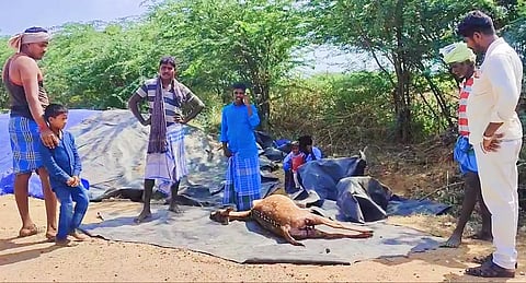 அரியலூரில் புள்ளிமான் பரிதாப பலி