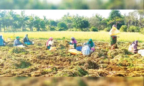 குண்டடம் அருகே ஒரு விவசாய தோட்டத்தில் பயிர் செய்யப்பட்ட சின்ன வெங்காய பயிர்களை அறுவடை செய்த போது எடுத்த படம்.
