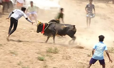 மஞ்சுவிரட்டில் மாடு முட்டி பார்வையாளர்கள் இருவர் உயிரிழப்பு