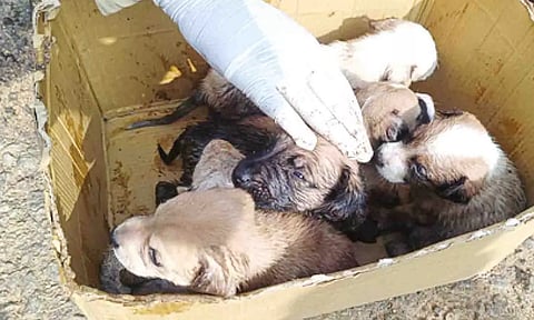 உயிருடன் மீட்கப்பட்ட நாய் குட்டிகளை படத்தில் காணலாம்.