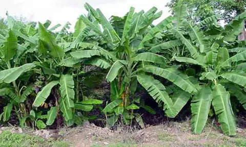 கோப்புபடம்.