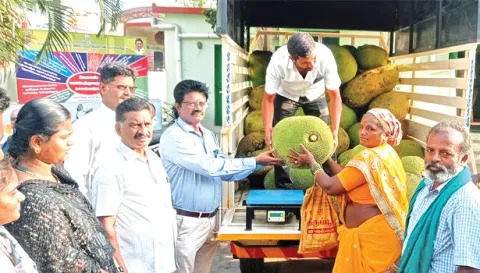 விற்பனைக்காக கொண்டுவரப்பட்ட பண்ருட்டி பலாப்பழங்கள்.