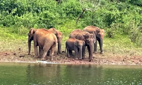 தேக்கடி ஏரியில் தண்ணீர் குடிக்க வந்த யானைகள் கூட்டம்.