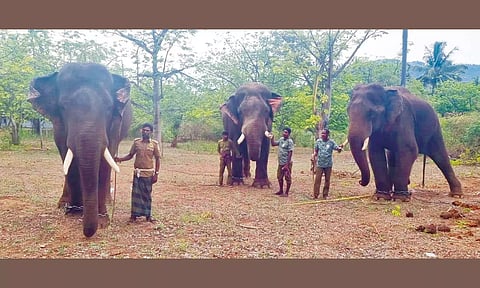 சரளபதி பகுதியில் நிறுத்தி வைக்கப்பட்டுள்ள 3 கும்கி யானைகளை படத்தில் காணலாம்.&nbsp;