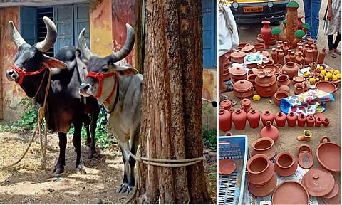 இயற்கை விவிசாய உணவு கண்காட்சியில் இடம்பெற்றிருந்த நாட்டு மாடுகள், மண்பாண்டம்.