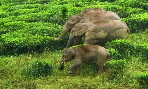 தேயிலை தோட்டத்தில் காட்டு யானை முகாம்