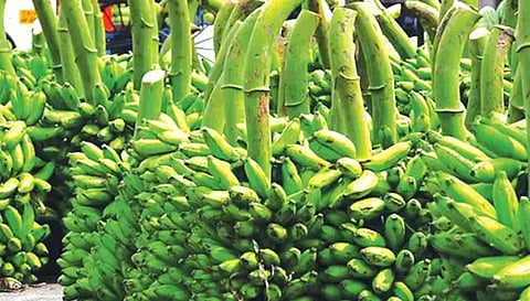 பரமத்திவேலூர் பகுதியில்வாழைத்தார் விலை வீழ்ச்சி