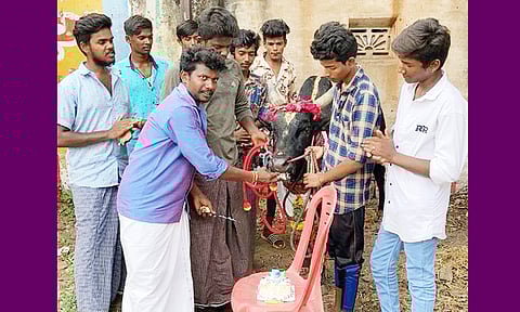 ஜல்லிக்கட்டு காளைக்கு பிறந்தநாள் கொண்டாட்டம்