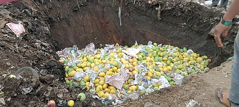 ரசாயனத்தில் பழுத்த 5,270 கிலோ மாம்பழங்கள் பறிமுதல்