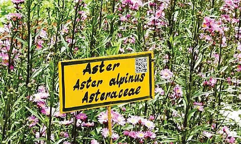 மலர்களின் பெயர் பலகையில் ஒட்டப்பட்டுள்ள கியூஆர்கோடு வசதி.