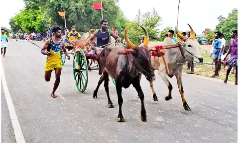 மாட்டுவண்டி பந்தயம் நடைபெற்றபோது எடுத்த படம்.