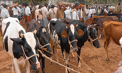 ரூ.1 கோடிக்கு கால்நடைகள் விற்பனை