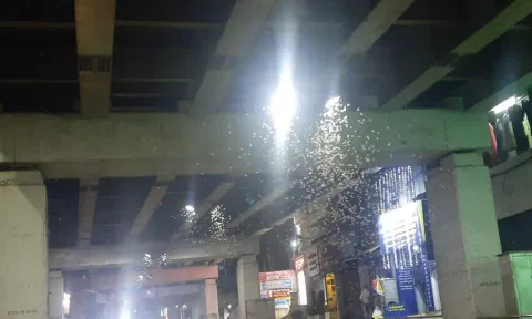 குமரியில் படையெடுத்த ஈசல் கூட்டம்