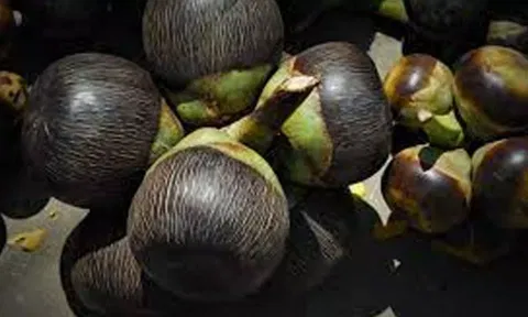 கரூர் மாவட்டத்தில் பனை நுங்கு விற்பனை சூடுபிடிப்பு