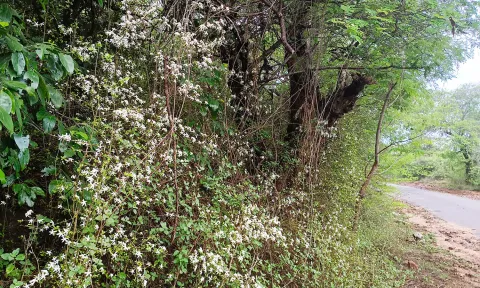 சென்னிமலை வனப்பகுதியில் பூத்துக்குலுங்கும் காட்டு மல்லி பூக்கள்.