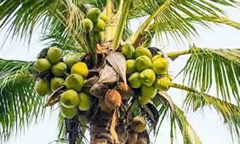 நோய் தாக்குதலில் இருந்து தென்னையை பாதுகாப்பது எப்படி?