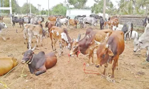 ரூ.1 கோடியே 40 லட்சத்துக்கு கால்நடைகள் விற்பனை