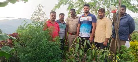 கோத்தகிரியில் வீட்டில் கஞ்சா செடி வளர்த்தவர் கைது