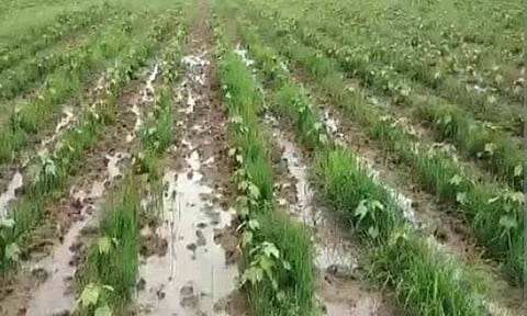 மழையால் பாதிக்கப்பட்ட வயல்களை அதிகாரிகள் ஆய்வு