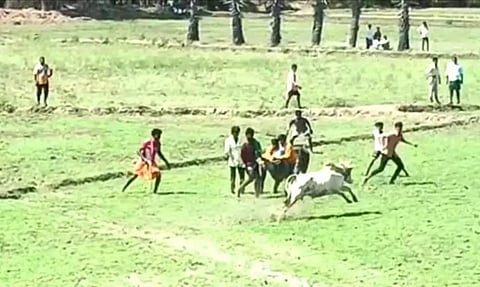 பாரம்பரிய மஞ்சுவிரட்டு